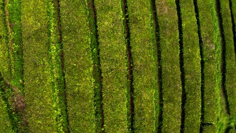 Overhead-flyover-of-tea-shrub-rows-in-Cha-Gorreana-plantation,-Azores