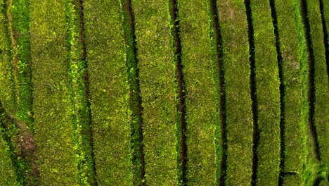 paso elevado de filas de arbustos de té en la plantación cha gorreana, azores