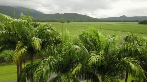 Aerial-reveal-of-the-sugarcane-fields-over-the-palm-trees-in-Queensland,-Australia