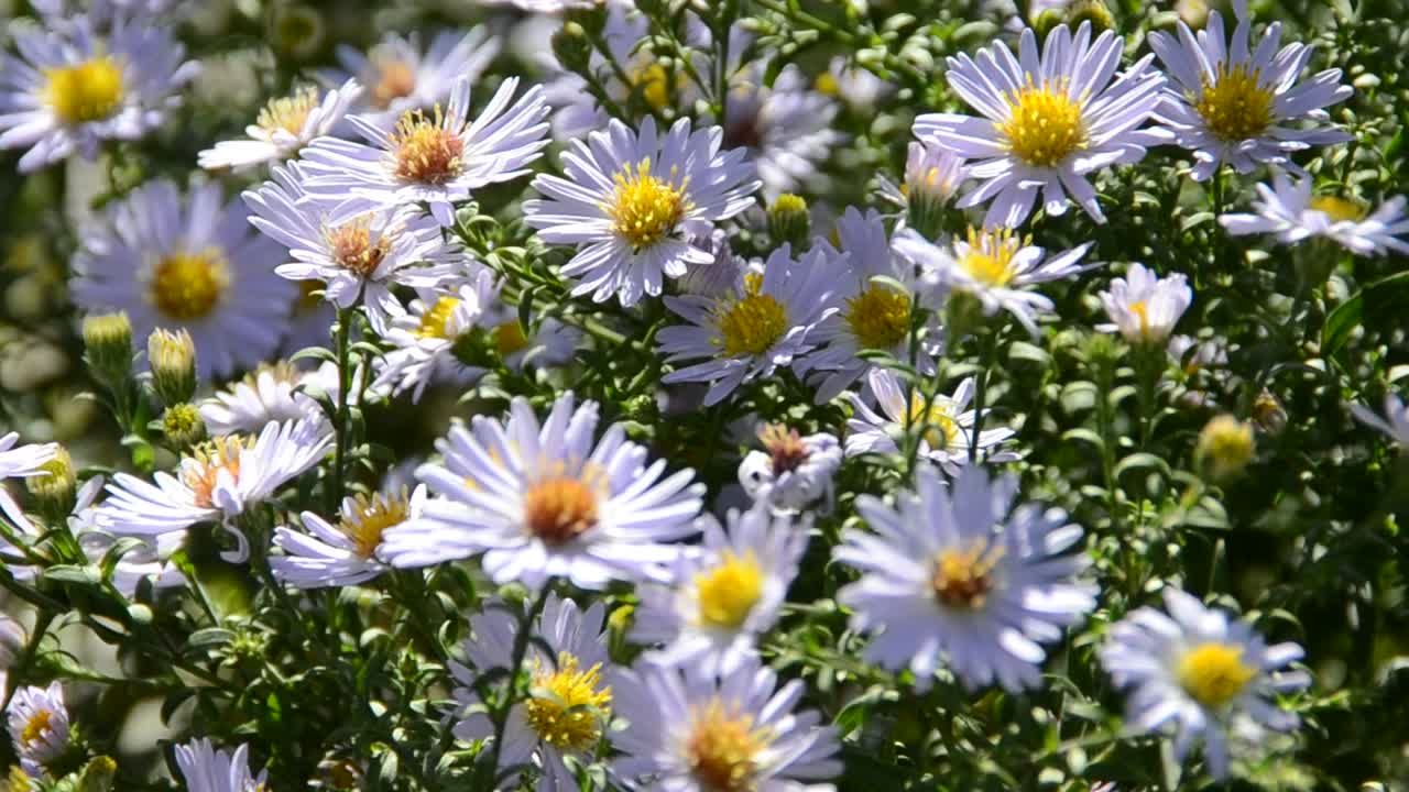 蜂と花