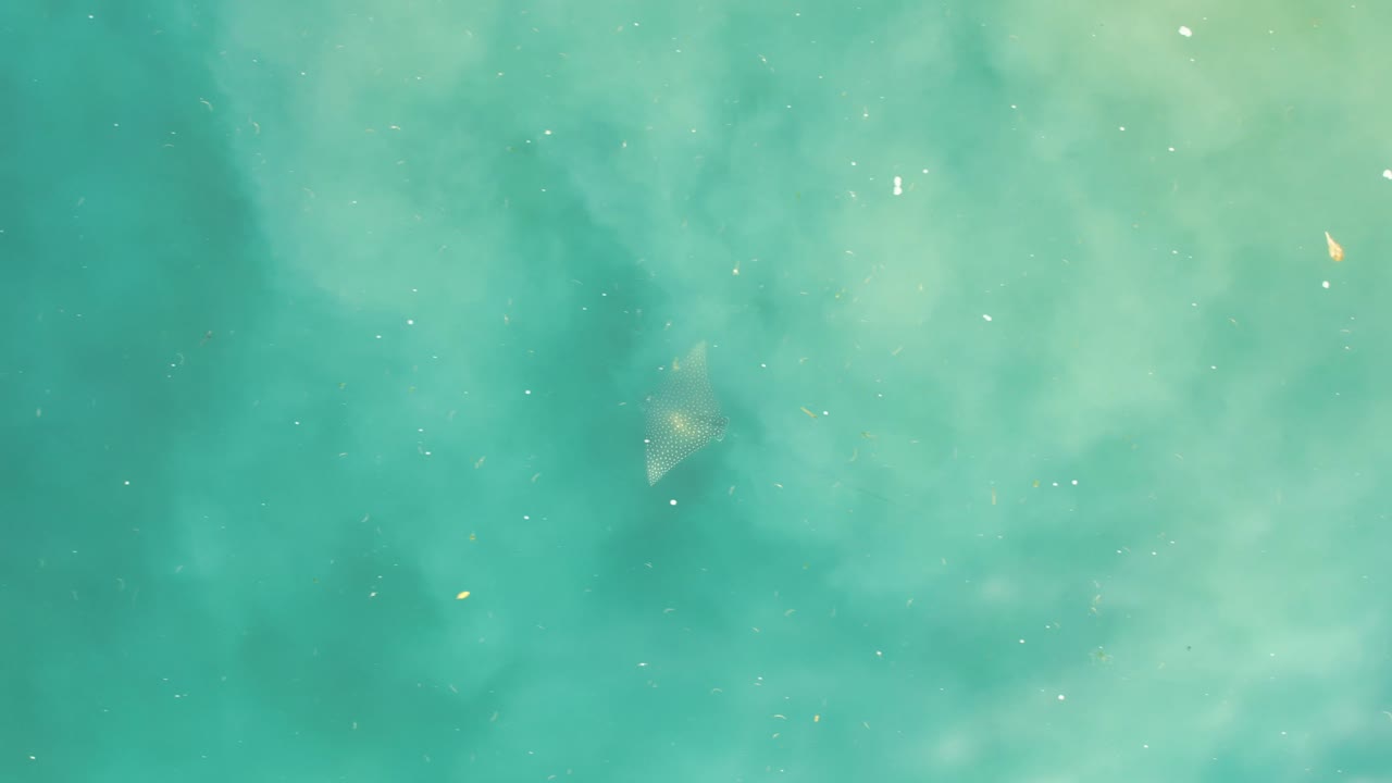 카리브 해 의 스팅레이