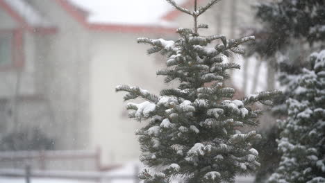 Snowflakes-Falling-on-Spruce-Tree-on-Cold-Winter-Day-in-December,-Slow-Motion