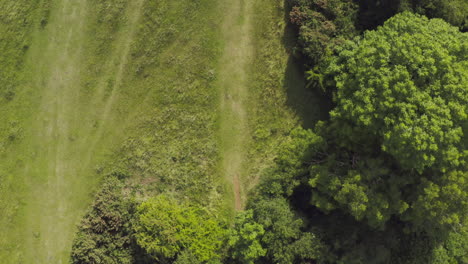 Toma-Aérea-De-Un-Dron-De-Una-Mujer-Paseando-A-Un-Perro-Por-El-Campo-En-El-Campo-De-Verano-Inglés-Del-Reino-Unido