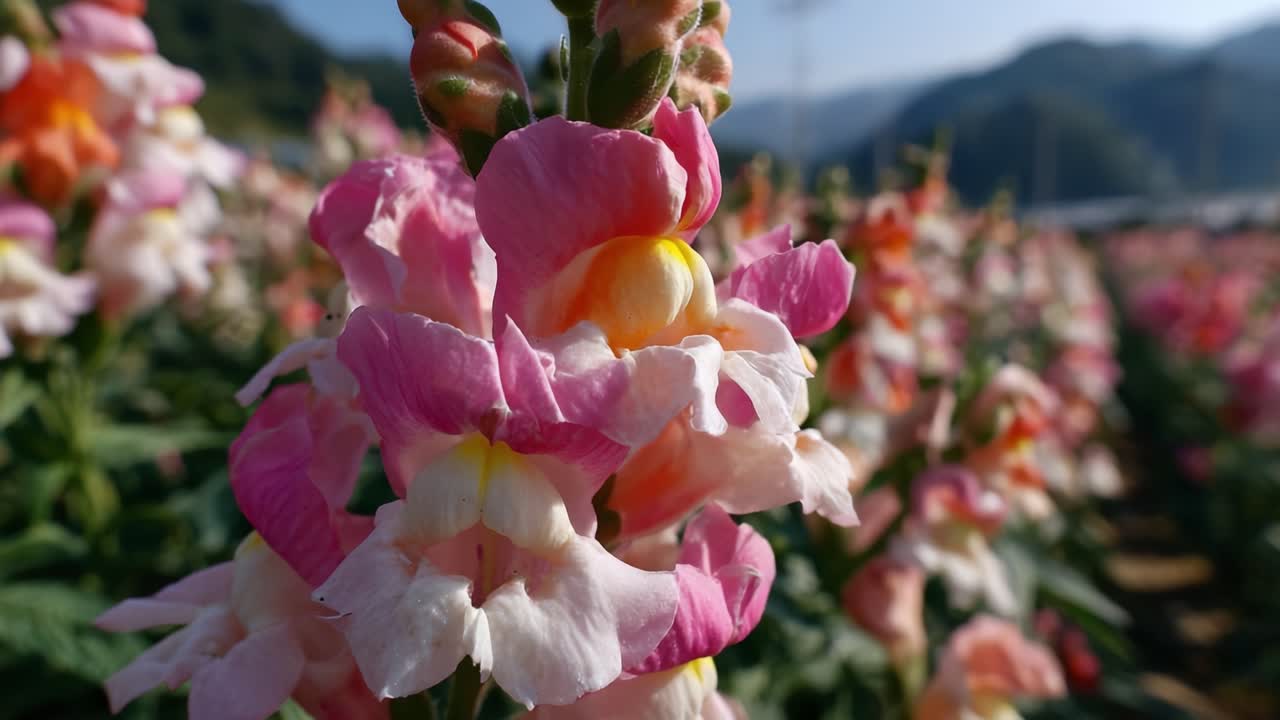 Un primo piano di vivaci bocche di leone in piena fioritura, che mostrano i loro colori ricchi e la struttura unica dei petali in mezzo a uno sfondo floreale lussureggiante con montagne delicate.