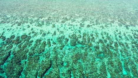 hermosos tonos verdes de arrecifes de coral tropicales y costas