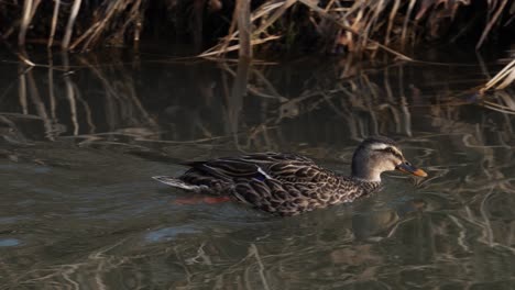 Weibliche-Henne-Stockente-Schwimmen-Im-Teich-Mit-Reflexion-Tagsüber