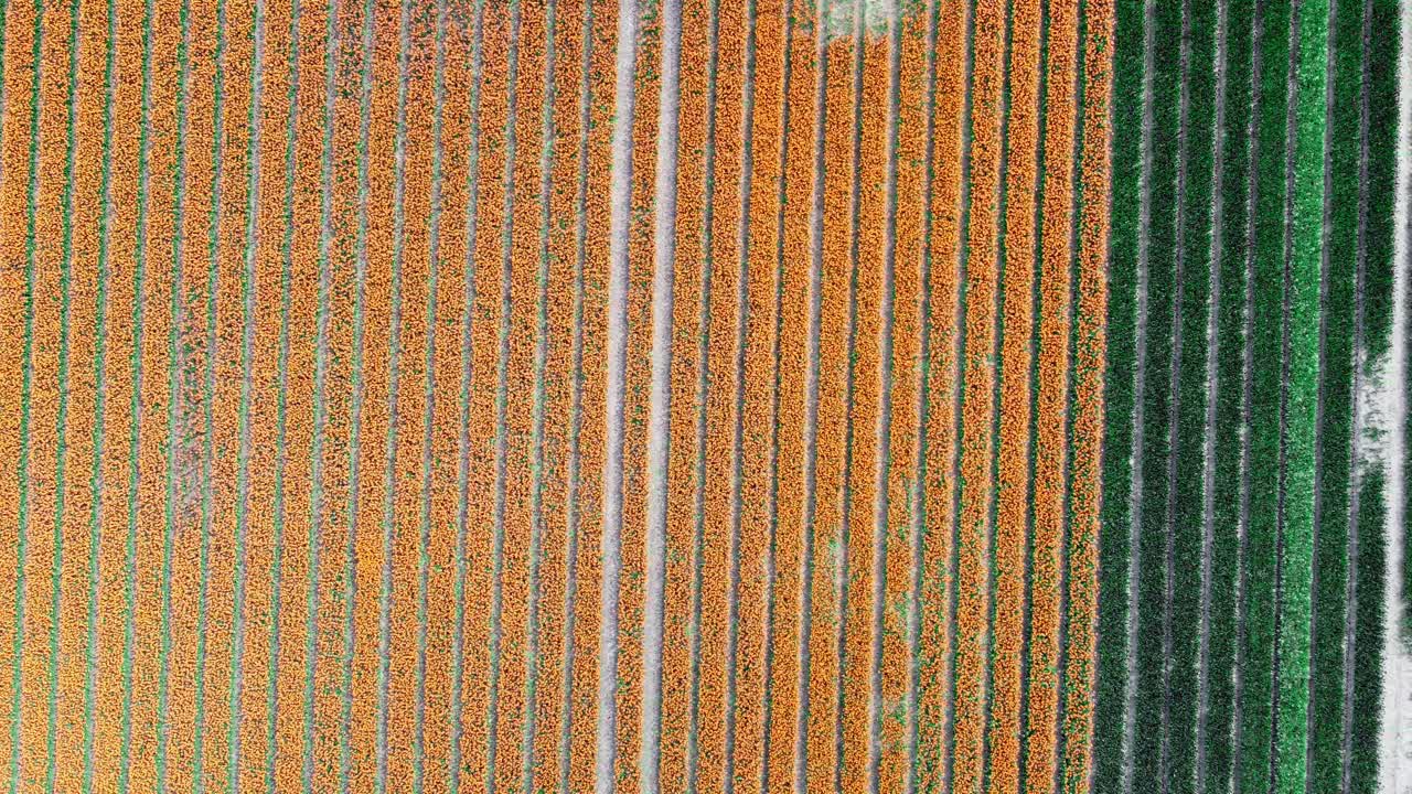 gran campo de tulipanes en varios colores hermosos diferentes