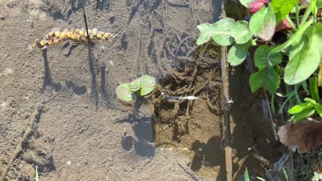 Oberflächenspannung-Auf-Dem-Kleinen-Kleinen-Teich-Bachwasser-An-Einem-Sonnigen-Tag-Im-Wald-Nahaufnahme-Porträt-Einer-Mücke-Insekt-Brauner-Hintergrund-Fliegenstich-Gift-Giftig-Bei-Wilden-Outdoor-Aktivitäten