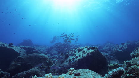 an amazing school of fish gently sways in the ocean current above underwater volcanic rocks with an incredible sunbeam going through the water's surface