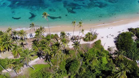 Aerial-view-of-people-on-a-beach,-palm-trees-and-shallow,-turquoise-sea,-in-Tayrona,-Colombia,-South-America---tilt-up,-drone-shot