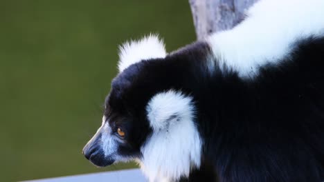 lemur observing surroundings at melbourne zoo