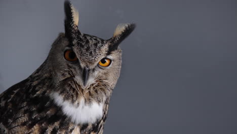 búho real cara de cerca sobre fondo gris