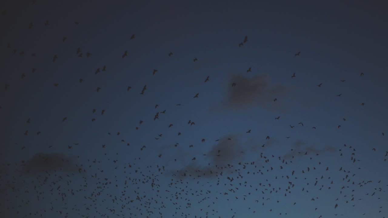 темное небо, слабо освещенное быстрым, отступающим солнцем, содержит тысячи маленьких фруктовых летучих мышей, которые летают в огромной группе к одному, неизвестному месту назначения.