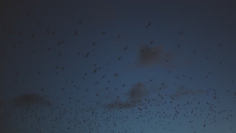 a dark sky, lit dimly by the fast, retreating sun harbours thousands of small fruit bats that fly in a huge group towards one, unkown destination