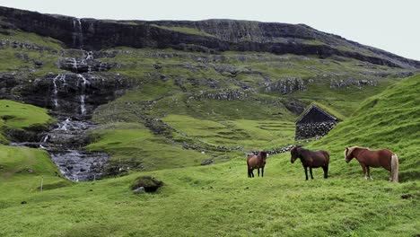 Horses-standing-in-green-mountain-meadow-with-waterfall-and-stone-house-in-the-background-in-Saksun,-Faroe-Islands