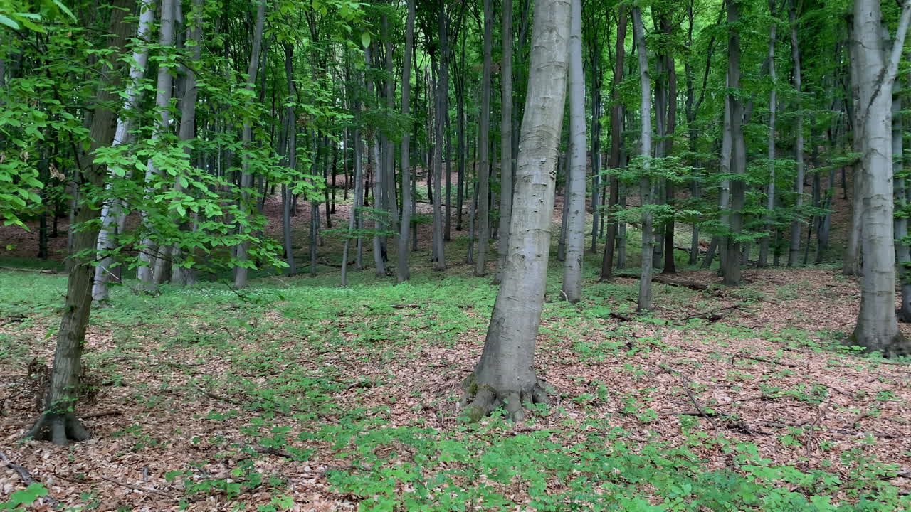 alberi nella foresta di primavera