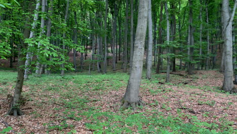 árboles-En-El-Bosque-De-Primavera