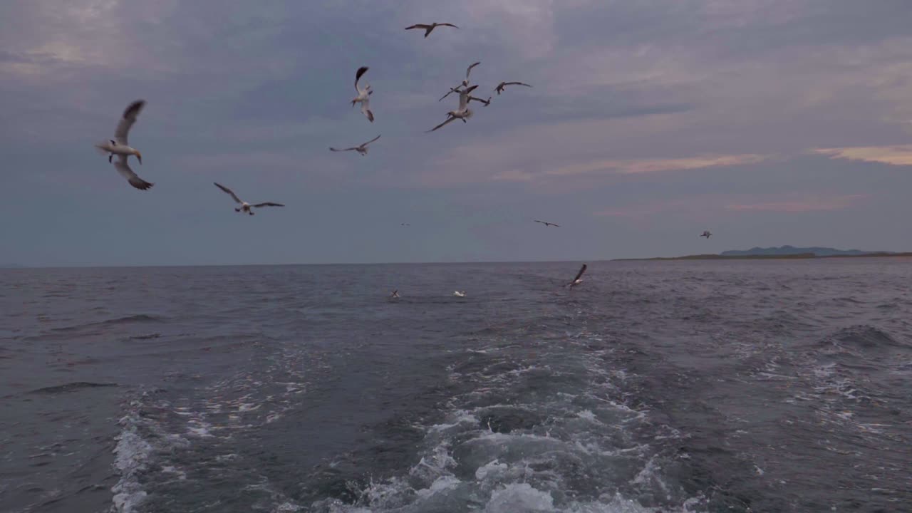 노던 가넷, 검은다리 키티웨이크, 아이슬란드 갈매기가 배를 따라 탁 트인 물을 가로질러 날고 잠수합니다.