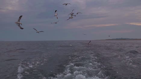 northern gannets, black legged kittiwakes and iceland gulls fly and dive as they follow a boat across open water