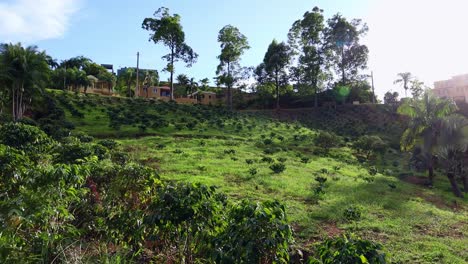 Coffee-farm-with-hundreds-of-coffee-plants