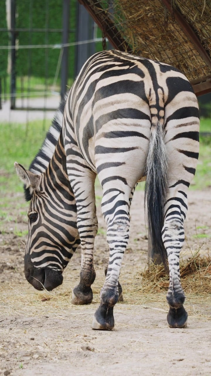 Primo piano della vista posteriore di una zebra che evidenzia il suo motivo a strisce unico mentre si trova vicino a un'area di alimentazione.