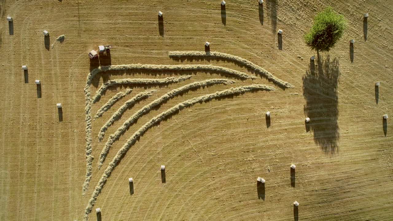 어리 를 수확 하는 트랙터 의 공중 사진.