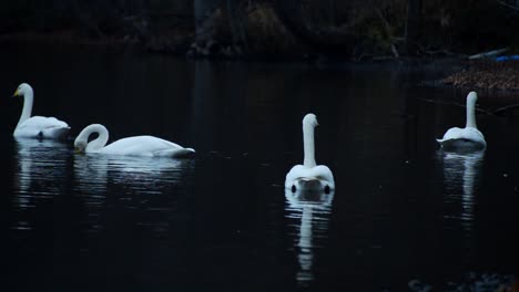 Weiße-Schwäne-Schwimmen-In-Dunkler-Stimmung-Auf-Der-Oberfläche-Eines-Sees