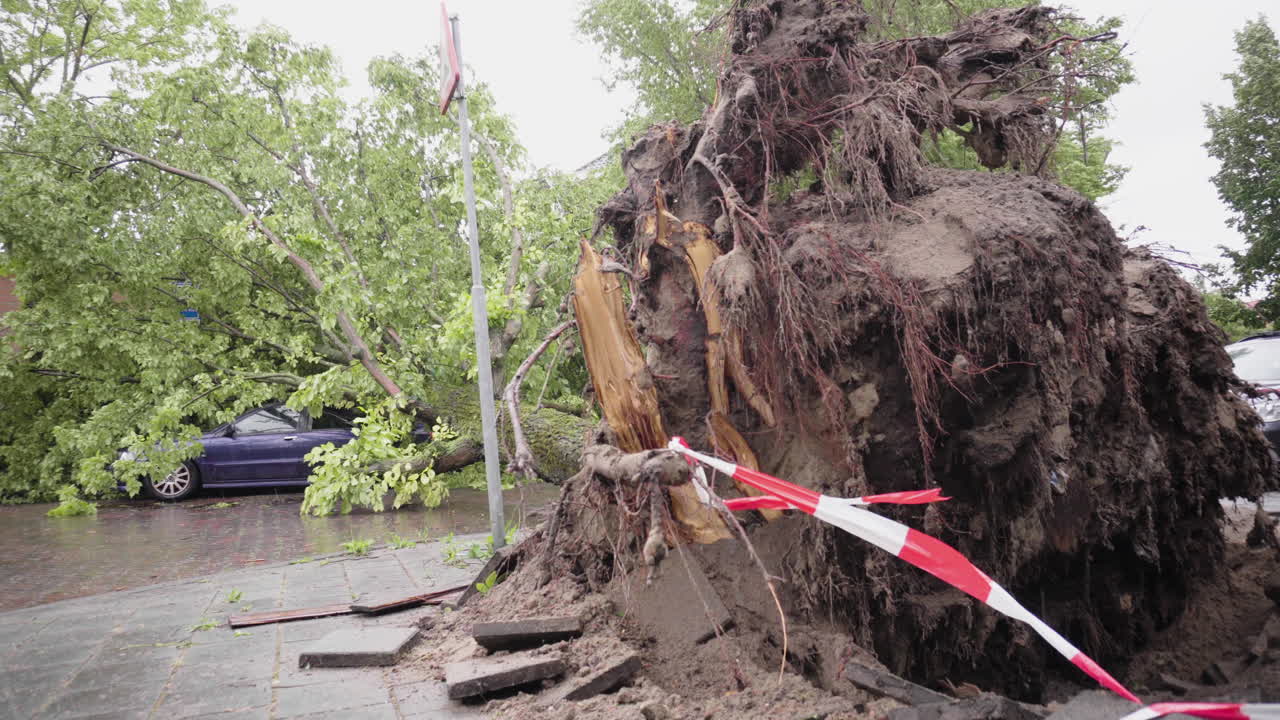 네덜란드 의 격렬 한 폭풍 으로 인해 쓰러진 나무 들