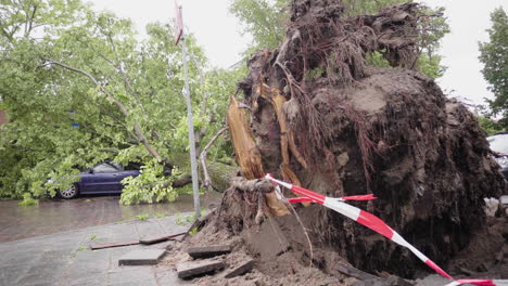 árboles-Caídos-Durante-Una-Fuerte-Tormenta-En-Los-Países-Bajos