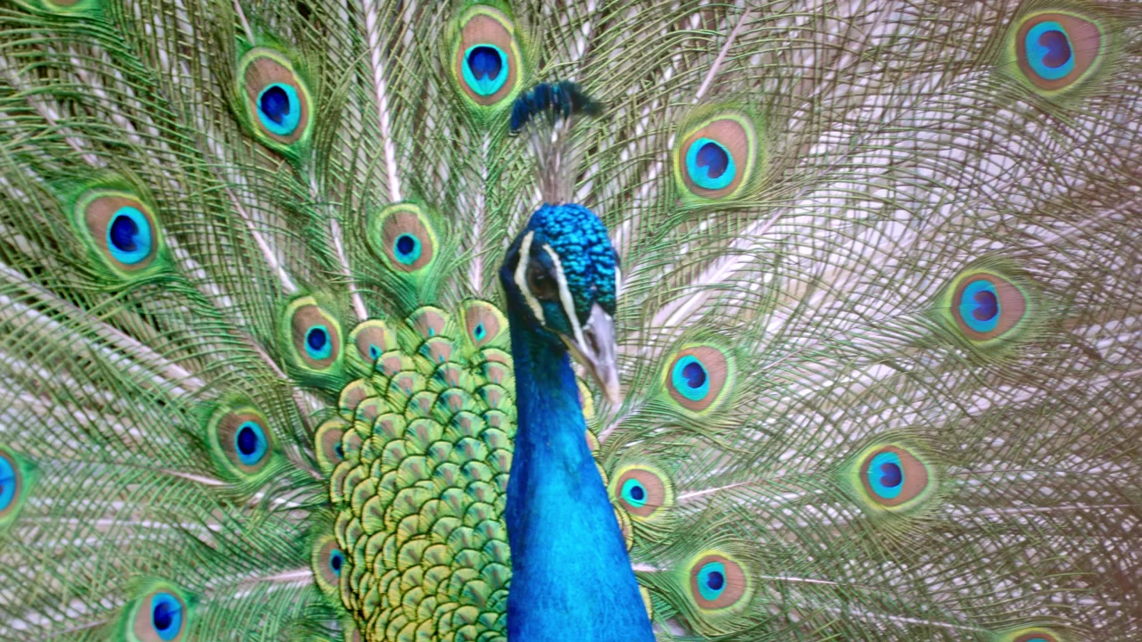Pavão macho de perto com penas faciais azuis iridescentes e cauda exuberante
