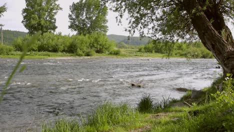 paisaje de arroyo de río. agua de río que fluye. fondo de naturaleza de verano