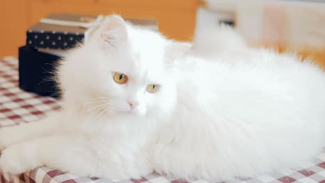 charming fluffy cat