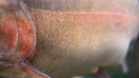 Large-Trout-Fish-Under-The-River.-Close-up