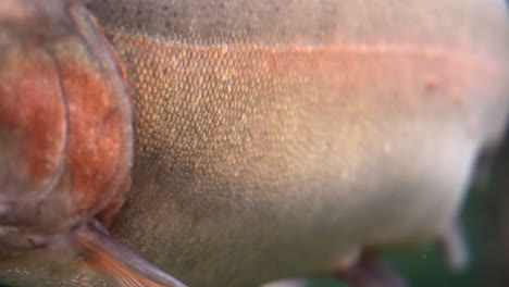 peces de trucha grandes bajo el río.