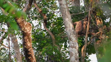 Langur-De-Phayre,-Trachypithecus-Phayrei,-Tailandia