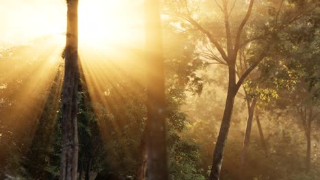 Rays-of-bursting-sunlight-in-a-misty-forest