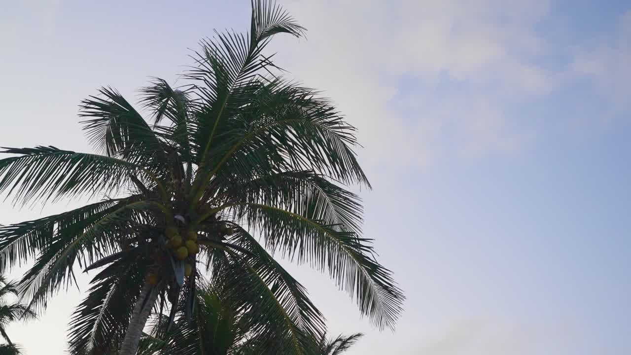 Coconut Palm Trees Bottom View During Sunrise. Green Palm Tree Blue Sky Background During Sunset. Tropical Island Beach Tree. Low Angle Shot High Quality Slow Movement.