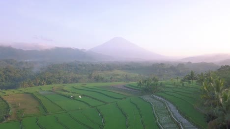 hermoso campo de arroz verde con montaña en el fondo, java central, indonesia