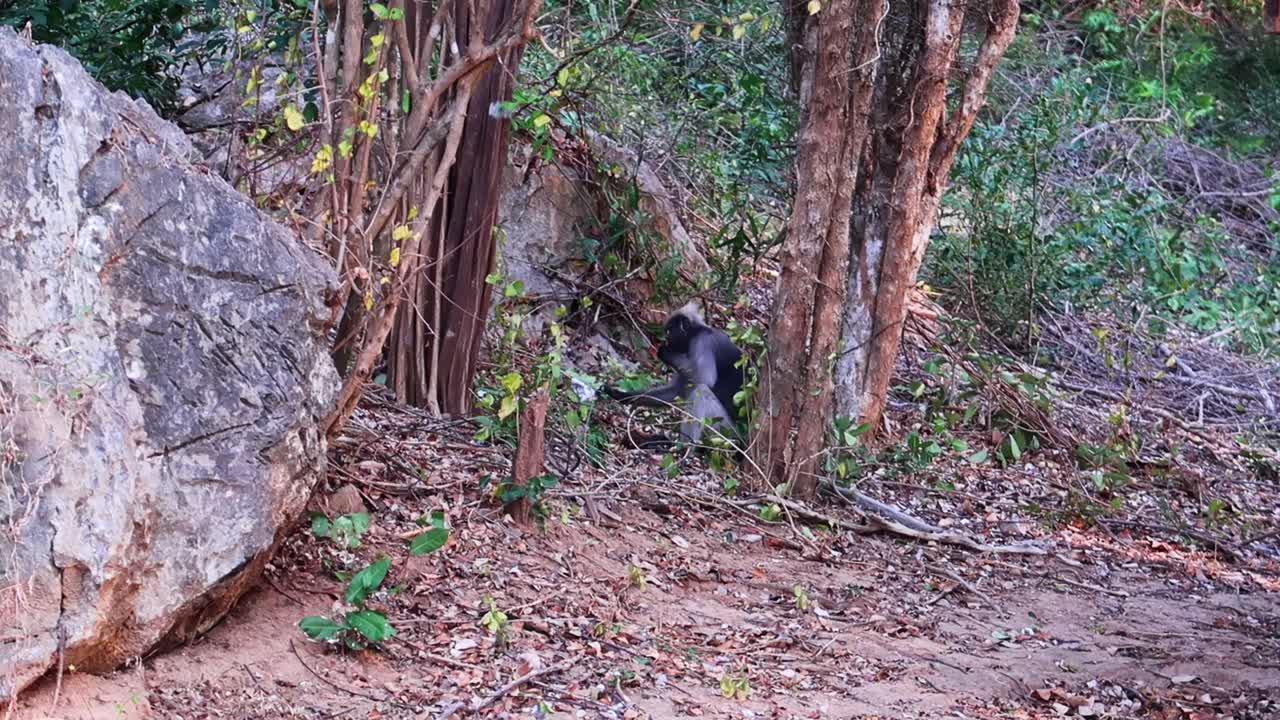 Una scimmia langur dalla faccia scura siede a terra e mangia cibo tra gli alberi in Thailandia, Asia.