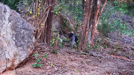 dusky langur leaf monkey sits on the ground and eats food among the trees in thailand, asia