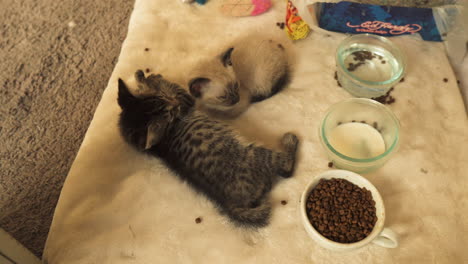 siamese and tabby kittens next to milk bowl, directly above