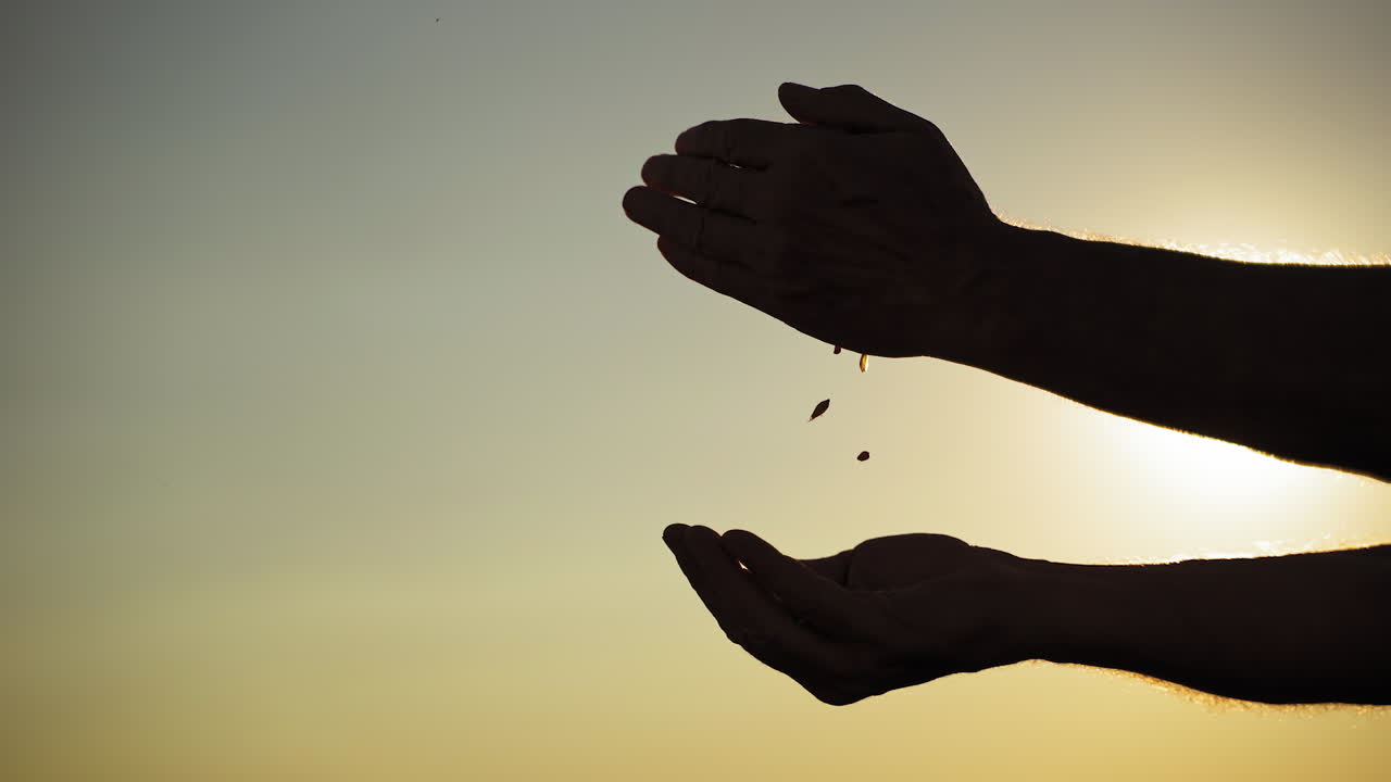 Grains in farmer's hands. Golden seeds of ripe wheat in male's hands against the sun setting in farmland.