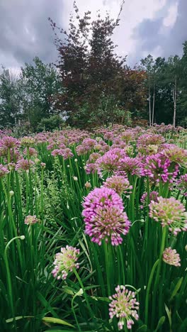 hermosas flores de allium púrpura en un jardín