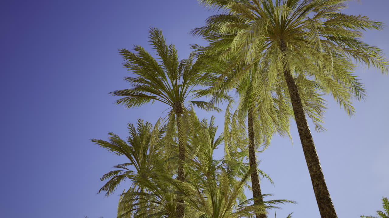 Vibrant palm trees sway under a clear blue sky in a tropical setting