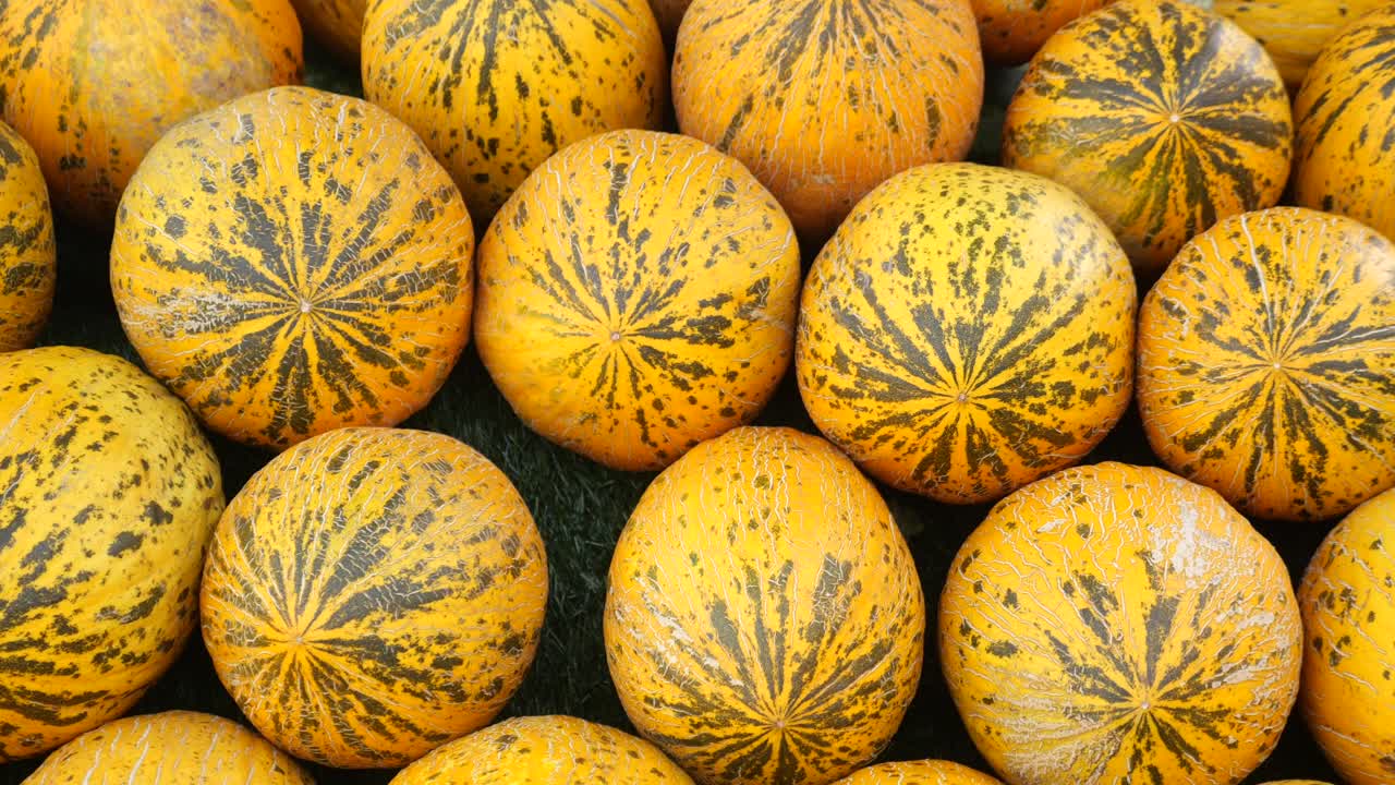 노란색과 초록색 줄무 칸탈루프 표시