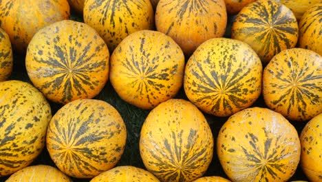 yellow and green striped cantaloupe display