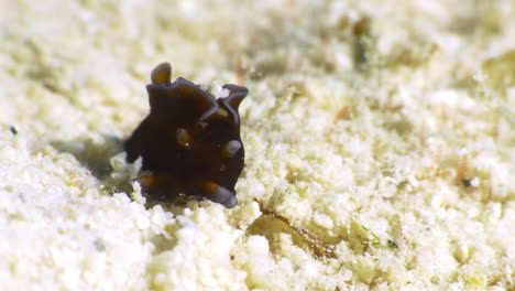 a cow-like orange and white nudibranch wiggles around on the sandy bottom of the ocean in search of food