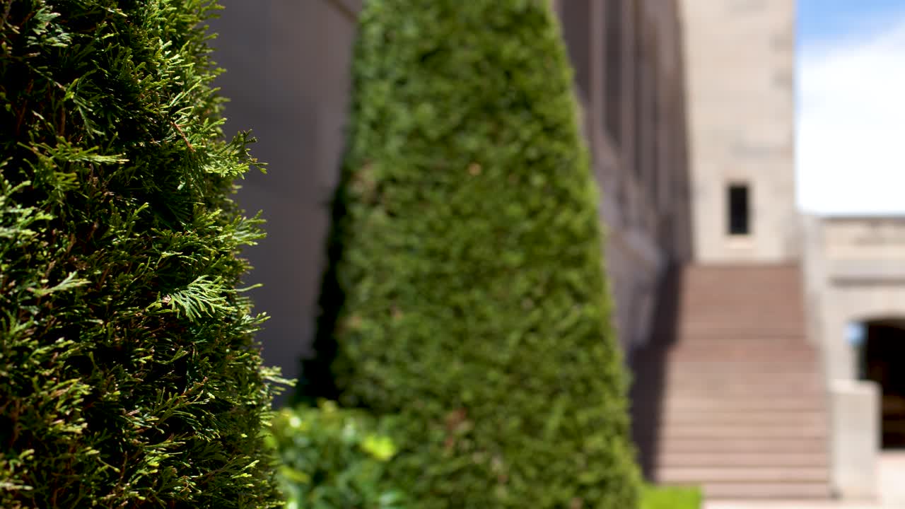 Plano médio estático de ciprestes verdes em frente à fachada de um prédio de pedra em plena luz do dia