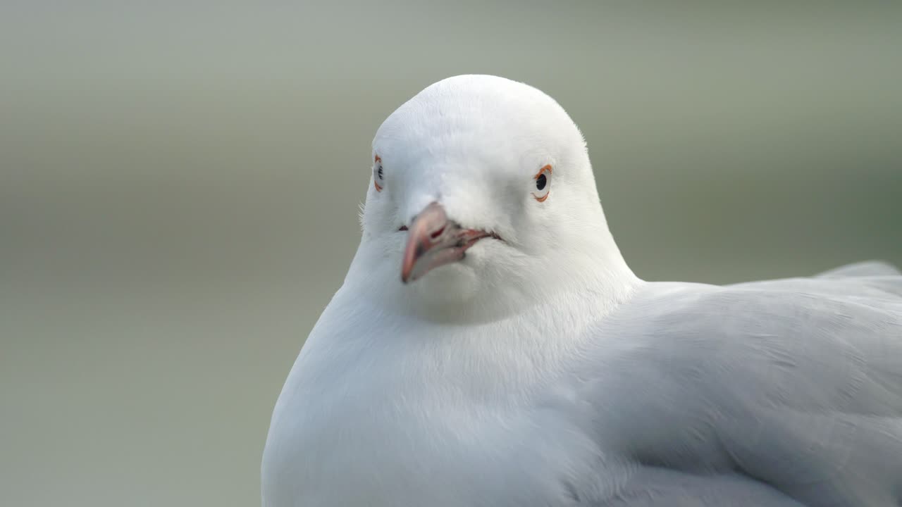 Extreme close up of a Red-billed Gull in New Zealand