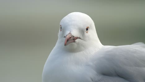 extreme close up of a red-billed gull in new zealand